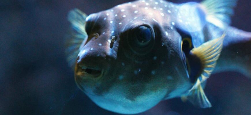 До чого сниться багато риби у воді: значення та тлумачення сновидіння