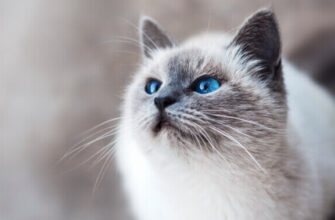 До чого сниться білий кіт: значення сновидіння та його символіка