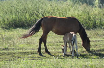 До чого сниться кінь, який кусає: тлумачення нічного бачення