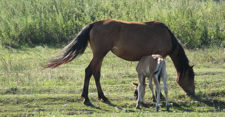До чого сниться кінь, який кусає: тлумачення нічного бачення