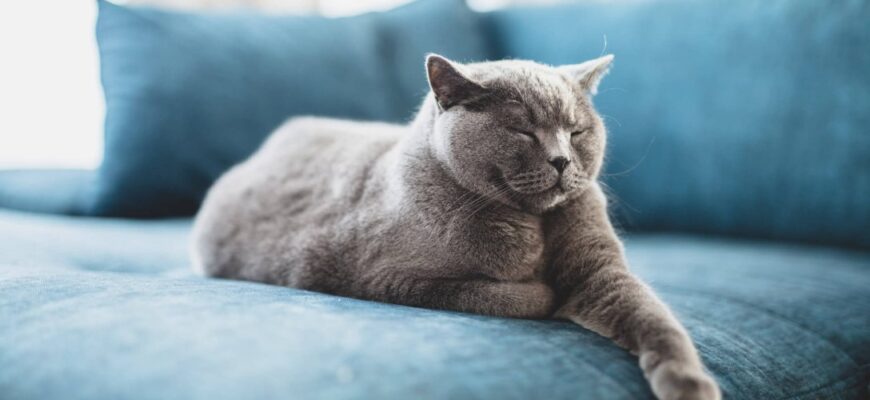 До чого сниться кішка: розкриття прихованого значення ваших снів