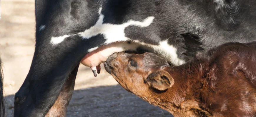 До чого сниться корова, що б’ється: розкриття символіки сновидінь