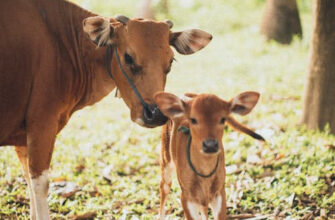 До чого сниться корова, що нападає: розкриваємо символіку сну