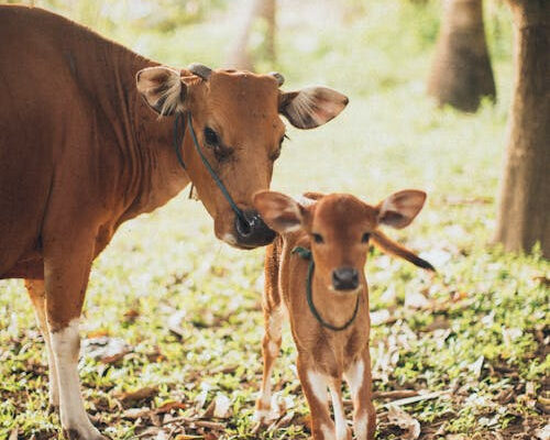 До чого сниться корова, що нападає: розкриваємо символіку сну