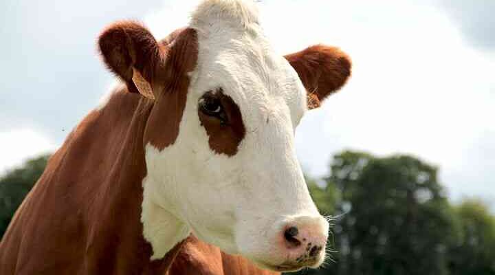 До чого сниться корова з телям: тлумачення снів для найцікавіших читачів