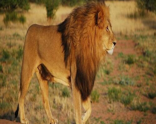 До чого сниться лев: як розгадати ці сни та їх значення для вас