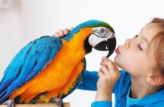 До чого сниться папуга: розкриваємо значення сну з яскравим птахом