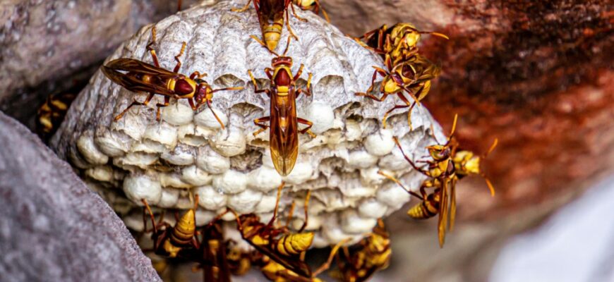 До чого сниться шершень: тлумачення сну та можливі значення для вас