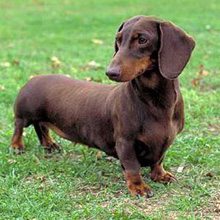 До чого сниться собака, яка кусає за руку: значення сновидіння