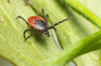 До чого сниться викидень з кров’ю: значення сновидіння та його тлумачення