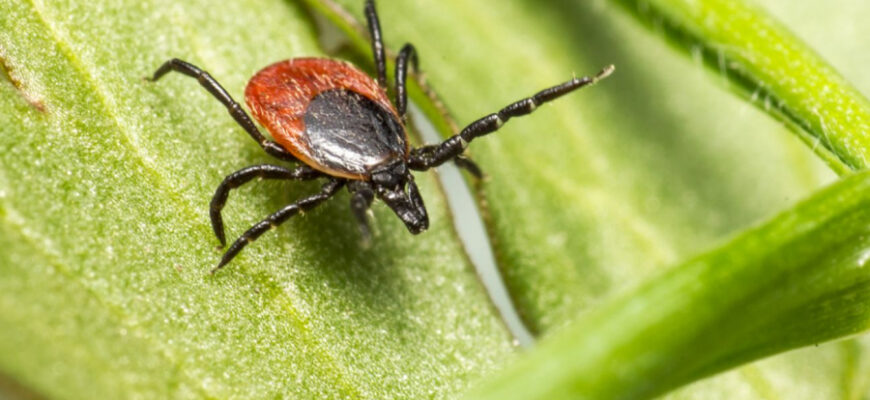 До чого сниться викидень з кров’ю: значення сновидіння та його тлумачення