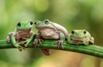 До чого сниться жаба ропуха: розкриття значення та символізму сну