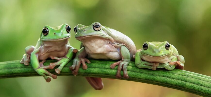 До чого сниться жаба ропуха: розкриття значення та символізму сну