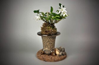 Догляд за дендробіумом після цвітіння: поради та рекомендації експертів