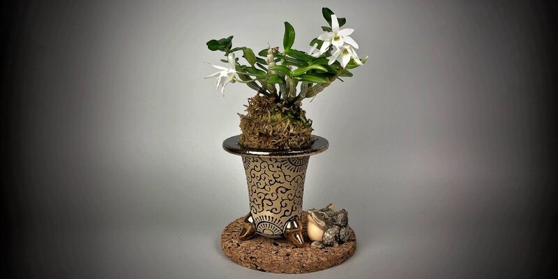 Догляд за дендробіумом після цвітіння: поради та рекомендації експертів