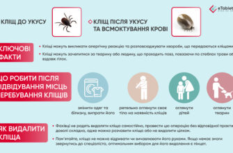 Доксициклін після укусу кліща: ефективність та безпека лікування