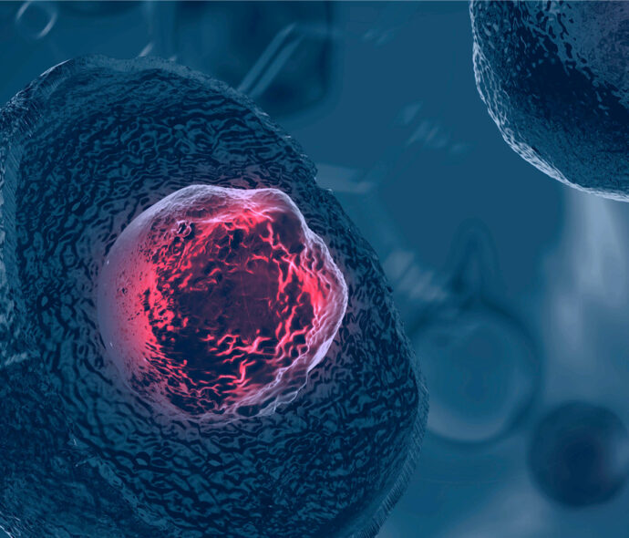 Стовбурові клітини — Вікіпедія