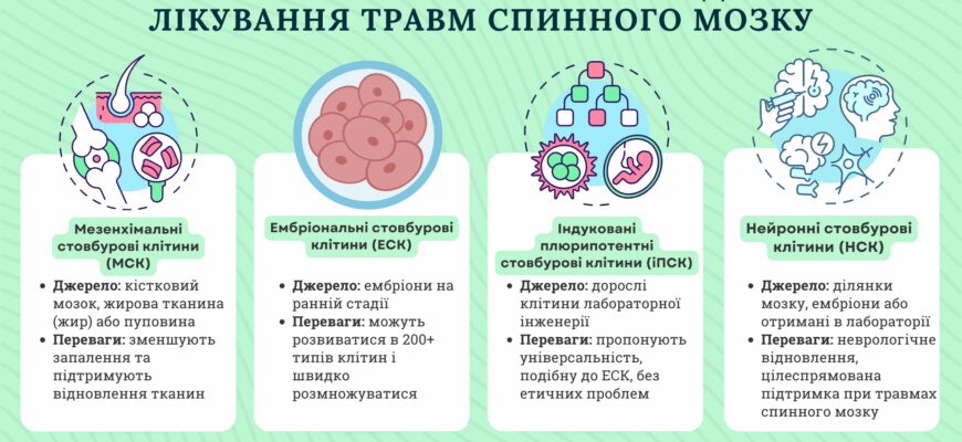 Джерела стовбурових клітин: як і де їх отримують для медицини