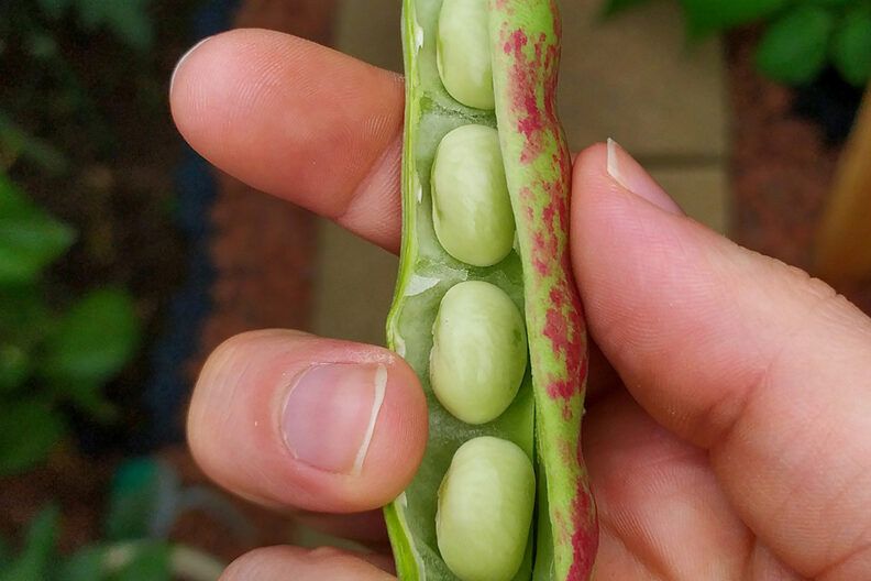 Чим підживити квасолю: поради для підвищення врожайності