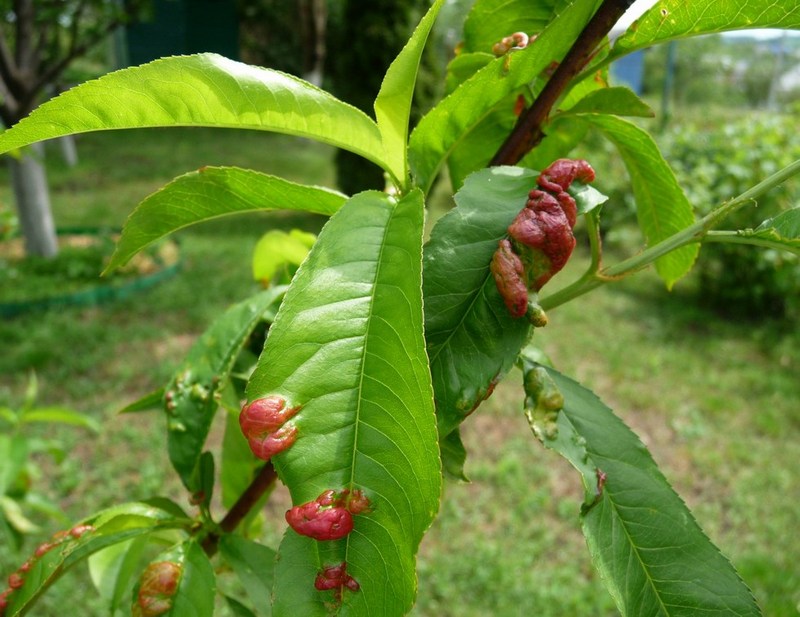 Комплексний захист персика, Довідник - Імекс Агро