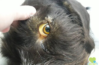 Ефективне лікування собаки після укусу кліща: поради та рекомендації