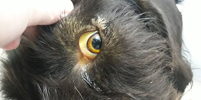 Ефективне лікування собаки після укусу кліща: поради та рекомендації