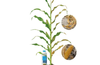 Ефективні добрива для кукурудзи: чим підживлювати для максимального врожаю