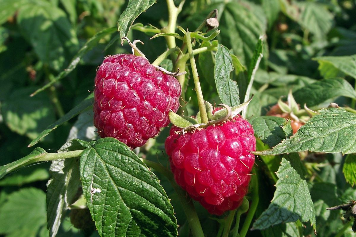 Чим потрібно удобрити малину після закінчення плодоношення