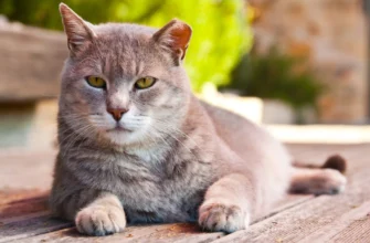 Ефективні ліки для профілактики глистів: Як вибрати найкращі