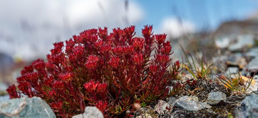 Ефективні ліки для зниження кортизолу: як зберегти спокій і здоров’я