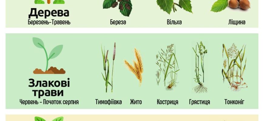 Ефективні ліки від алергії на амброзію: найкращі засоби та рекомендації