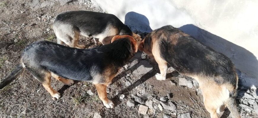 Ефективні ліки від отруєння для собак: поради ветеринарів і огляд