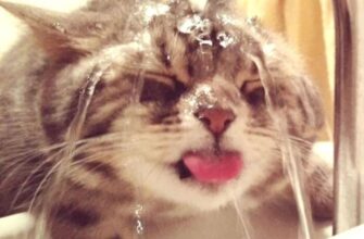 Ефективні ліки від похмілля: як швидко позбутися симптомів після свята