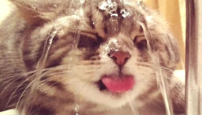 Ефективні ліки від похмілля: як швидко позбутися симптомів після свята