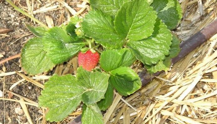 Ефективні матеріали для мульчування полуниці: поради та рекомендації