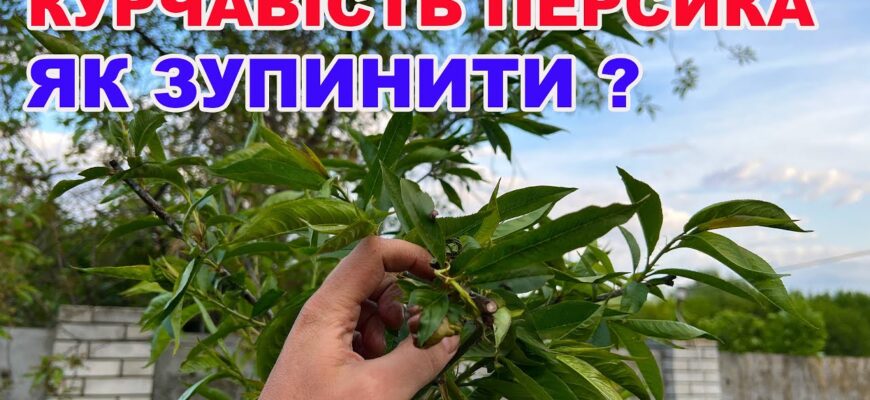 Ефективні методи боротьби з курчавістю персика: чим обробити дерева? Ефективні методи боротьби з курчавістю персика: чим обробити дерева?