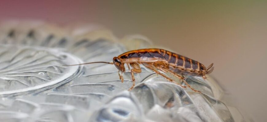 Ефективні методи боротьби з тарганами в домашніх умовах: поради та засоби