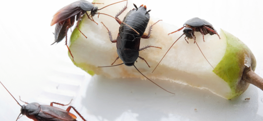 Ефективні методи для виведення тарганів з вашої квартири назавжди