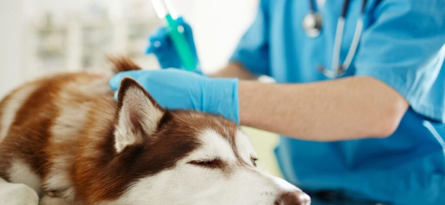 Ефективні методи, як безпечно приспати собаку вдома: поради ветеринарів