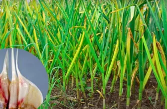 Ефективні методи лікування фузаріозу часнику: поради та засоби
