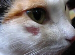 Ефективні методи лікування лишаю у котів: поради ветеринарів