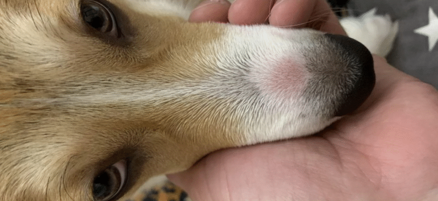 Ефективні методи лікування лишаю у собак: поради та рекомендації