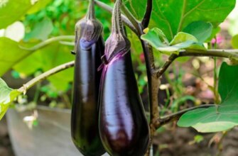 Ефективні методи обробки баклажанів від хвороб: поради садівникам