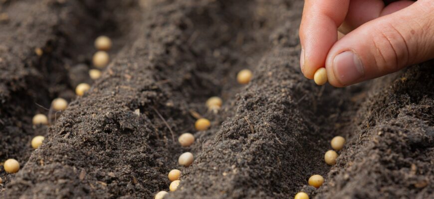 Ефективні методи обробки ґрунту для захисту від хвороб рослин Ефективні методи обробки ґрунту для захисту від хвороб рослин