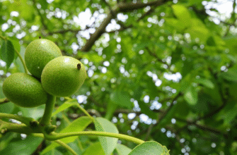 Ефективні методи обробки горіхів для захисту від захворювань