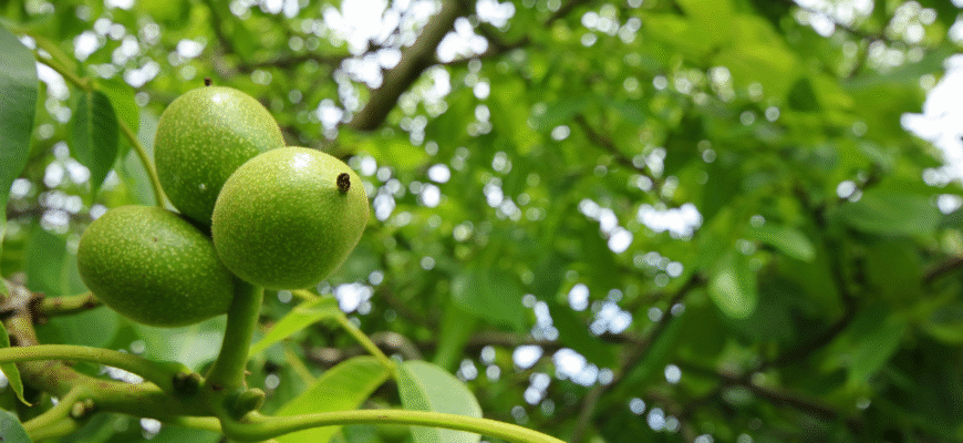 Ефективні методи обробки горіхів для захисту від захворювань