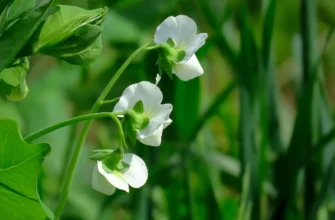 Ефективні методи обробки гороху від шкідників: поради та засоби