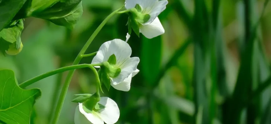 Ефективні методи обробки гороху від шкідників: поради та засоби