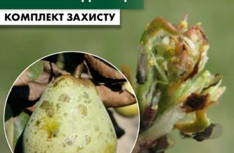 Ефективні методи обробки груші від медяниці: захист вашого саду