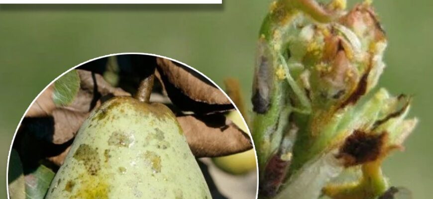 Ефективні методи обробки груші від медяниці: захист вашого саду